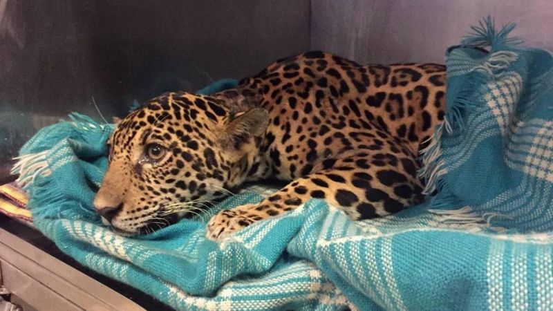 Ten młody jaguar skrywał smutną tajemnicę wewnątrz swojego ciała. Jego życie wisiało na włosku