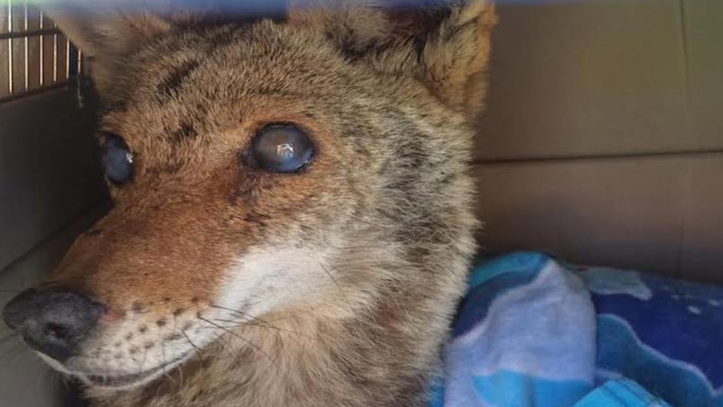 Ratownicy znaleźli niewidomego kojota. Po kilku dniach w jego boksie czekała na nich niespodzianka