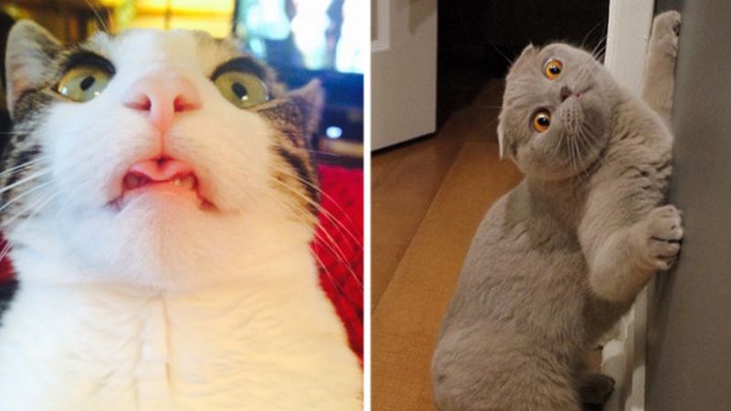16 zdjęć, które ukazują różne dziwactwa kotów. Zrozumieją jedynie właściciele uroczych futrzaków