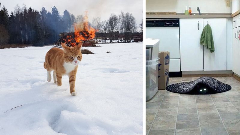 27 zdjęć, które pokazują, że w kotach drzemie demoniczna strona