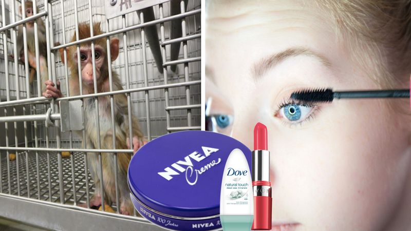Kosmetyki testowane na zwierzętach, które w większości każdy z nas ma w domu