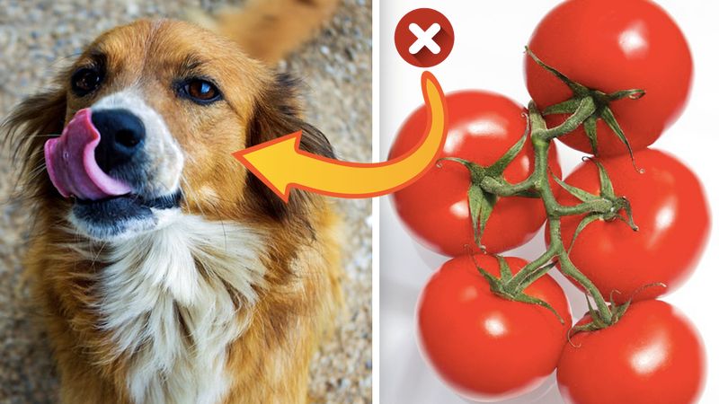 10 popularnych owoców i warzyw, które są niebezpieczne dla psów. Mogą doprowadzić do śmierci