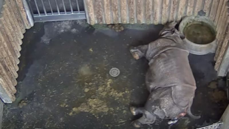 Samica nosorożca zaczęła rodzić. Wszyscy czekali na ten moment od 500 dni