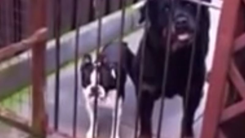 Pies po lewej ma najzabawniejszy szczek na świecie. On przypomina człowieka!