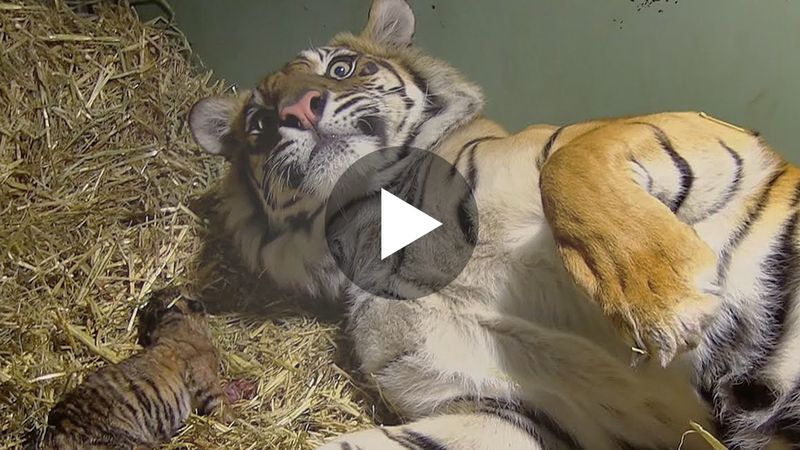 Tygrysica zaczęła rodzić. Kiedy opiekunowie przyjrzeli się jej z bliska, zaniemówili z wrażenia!