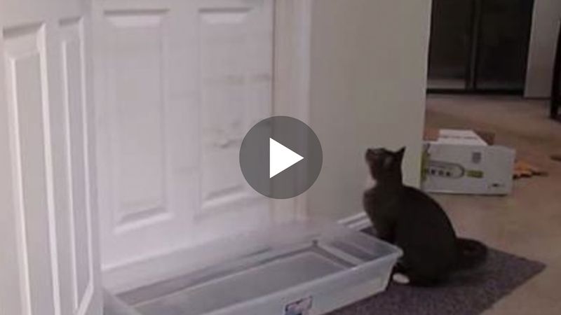 Postawił pojemnik z wodą pod drzwiami, aby utrudnić wejście kotu. Ale zobacz, co wymyślił futrzak