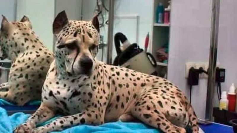 Wiele osób myśli, że ten pies to gepard. Wszystko przez jego umaszczenie