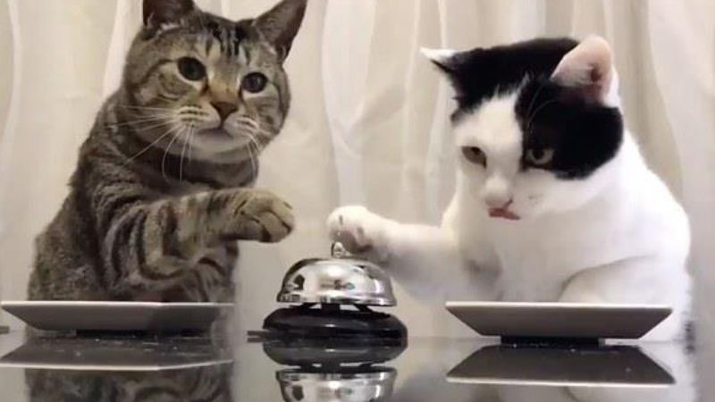By dostać przekąskę, te dwa koty używają barowego dzwonka. A podobno nie da się ich wytresować!