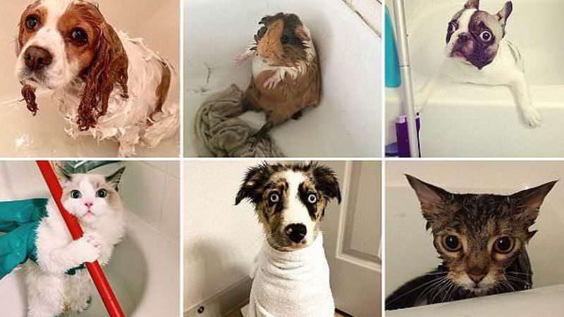 18 zwierząt, które NAPRAWDĘ nie lubi się kąpać. W ich oczach aż widać przerażenie