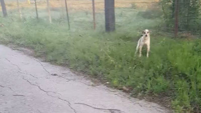 Opuszczony pies siedzi na poboczu drogi i cicho skomle. Gdy otrzymuje pomoc, nie potrafi ukryć wdzięczności