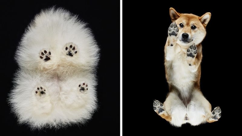 Fotograf przedstawił świat psów od dołu. Wykorzystał do tego szklany stół