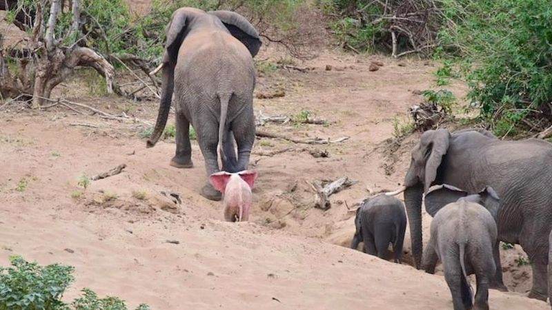 Wydawało się, że to zwyczajne stado słoni. Wtedy fotograf zauważył to wyjątkowe maleństwo!