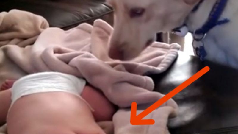 Kobieta w ukryciu nagrywa psa i śpiącego noworodka. Zachowanie czworonoga ją zaskakuje