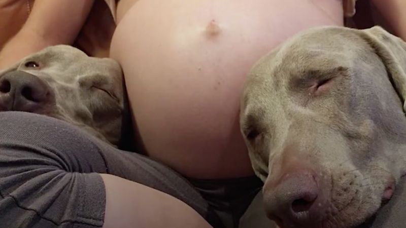 Psy czekały 9 miesięcy na nowego członka rodziny. Nie mogły być szczęśliwsze, kiedy się urodził