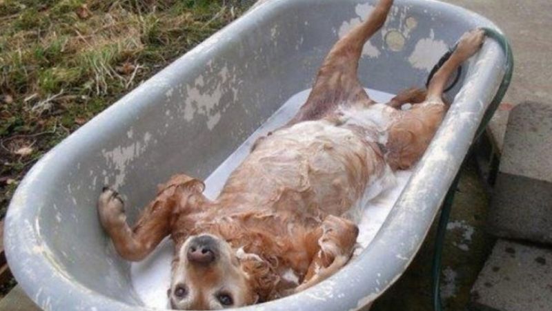 29 zabawnych psów, które kochają lub wręcz przeciwnie – nienawidzą brać kąpieli