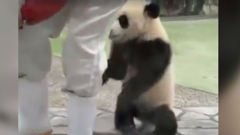 Mała panda zakrada się do opiekuna i nie pozwala mu odejść. Robi to w wyjątkowo uroczy sposób