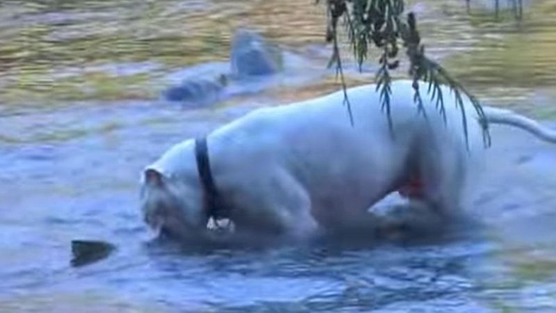 Mężczyzna pozwolił 2 pitbullom wejść do rzeki. Był w szoku, kiedy psy zaczęły, łapać ryby!