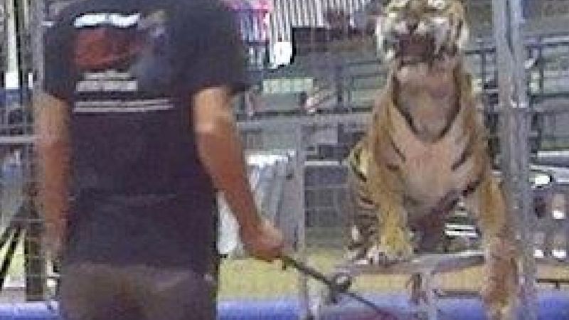 Przerażający trening w cyrku. Tygrys został uderzony batem 21 razy w ciągu 2 minut