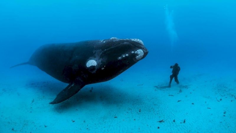 National Geographic pokazało najpiękniejsze zdjęcia wodnych gigantów. Zapierają dech w piersi