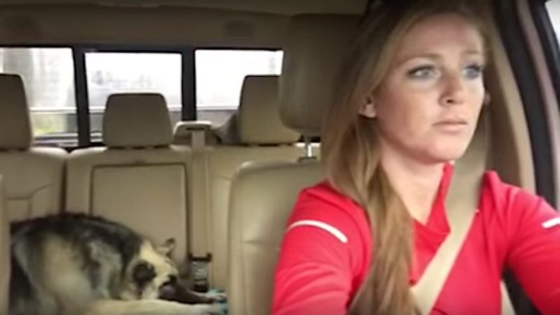Kobieta prowadzi samochód i słucha tej piosenki. Zwróć uwagę na zachowanie psa jadącego z tyłu.