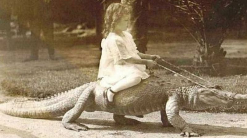 Szokująca atrakcja turystyczna: Dzieci jeżdżą na aligatorach!