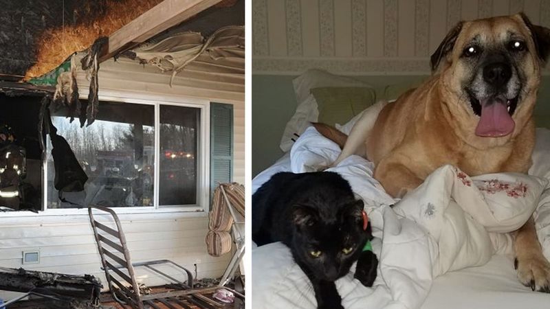 Myślała, że jej kot zginął w pożarze. Po 2 miesiącach jej pies dokonuje zadziwiającego odkrycia