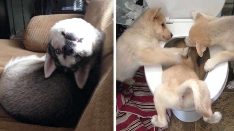 10 zdjęć zrobionych psom, które robią niepokojąco dziwne rzeczy. Trudno je zrozumieć