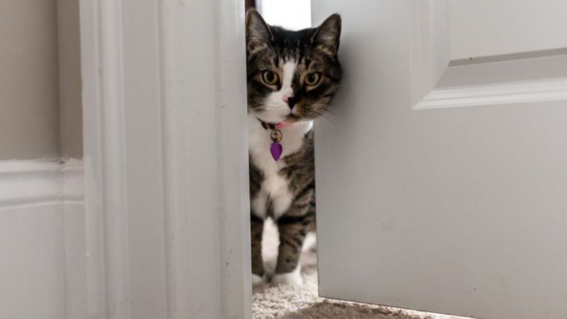 Czemu kot chce iść ze mną do toalety? Nie bez powodu chce wejść do środka, gdy się załatwiasz