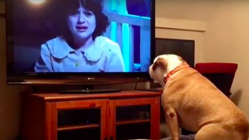 Pies reaguje w niecodzienny sposób podczas oglądania horroru