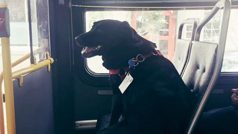 Ten pies każdego dnia wsiada do autobusu zupełnie sam. Za każdym razem wysiada w tym samym miejscu.