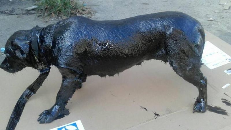 Odnaleźli psa pokrytego toksyczną smołą. Walczyli godzinami, aby go uratować