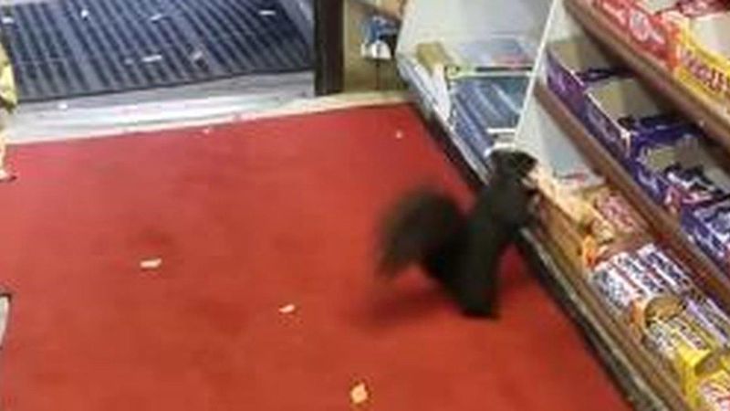 Banda wiewiórek napada na sklep, aby zdobyć upragniony łup. Nie uwierzysz, na co polują