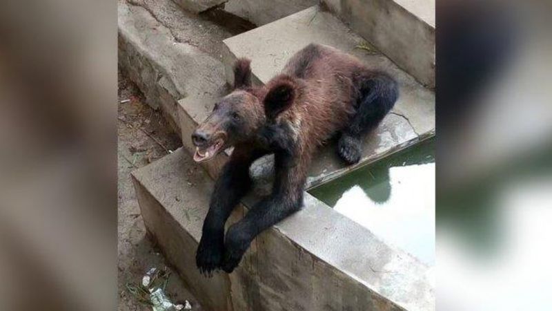 Widok niedźwiedzia z zoo przyprawia o łzy rozpaczy. Ciężko na to patrzeć