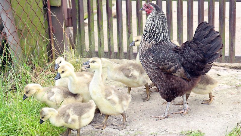 Kura została zastępczą mamą dla 9 gęsi. Ich rodzice postanowili wieść życie we dwoje