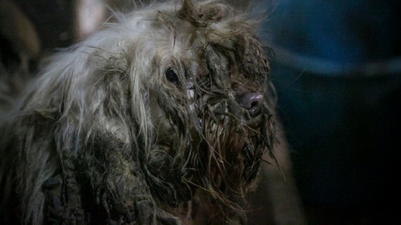 W jednym z gospodarstw znaleziono bardzo zaniedbanego psa, który miał zostać sprzedany na mięso.