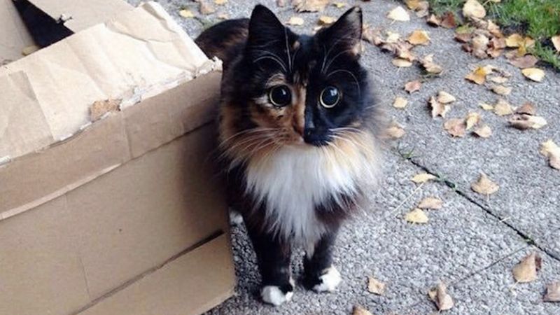 Piękna kotka została znaleziona na ulicy. Nikt nie chciał się nią zająć z jednego, ważnego powodu