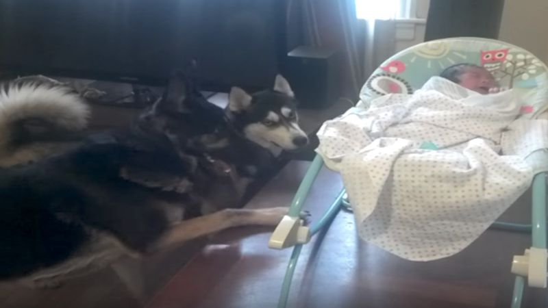 Husky próbuje zbliżyć się do noworodka… Reakcja owczarka niemieckiego mu to uniemożliwia