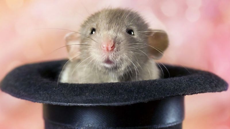 Fotografowała szczury, aby przełamać stereotypy. Te zdjęcia pokazują je z zupełnie innej strony