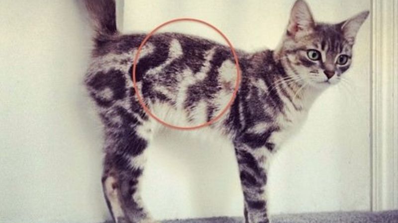 14 kotów, na futrach których znajdują się unikalne szczegóły. Nie sposób ich pomylić!