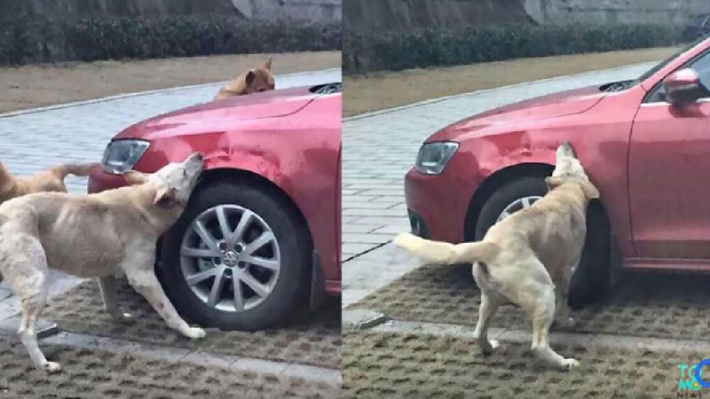 Mężczyzna wysiadł z samochodu i bez powodu kopnął bezdomnego psa. Grupa czworonogów dała mu nauczkę