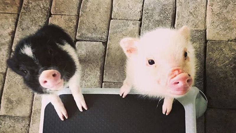 Dwie urocze świnki miniaturowe mają wyjątkowe zadanie. Wkrótce zostaną wykorzystane w terapii