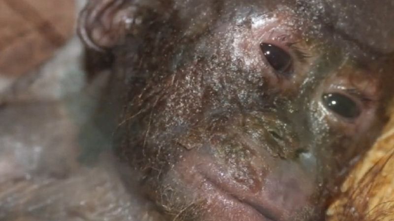 Ratownicy myśleli, że znaleźli małego zmumifikowanego orangutana. Po chwili zauważyli, że oddycha