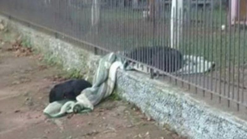 Pies zauważył na ulicy bezpańskiego czworonoga. Jego gest podbił serca właścicieli