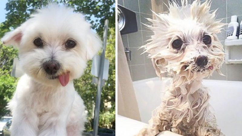 25 zabawnych zdjęć psów przed i w trakcie kąpieli. Niektórym to dopiero zrzedły miny!
