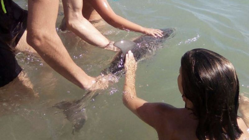 Turyści znaleźli na brzegu małego delfina. Podawali go sobie z rąk do rąk, by zrobić z nim zdjęcie