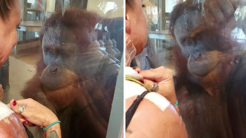 Kobieta miała na ciele rany po poparzeniu. Gdy zauważył je orangutan, zszokował ludzi swoją reakcją