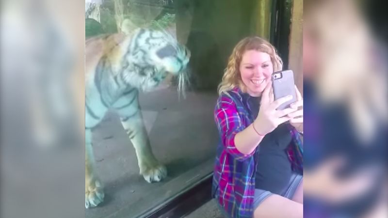 Robiła sobie zdjęcie z tygrysem. Zwierzak w nieoczekiwany sposób zareagował na jej ciężarny brzuch