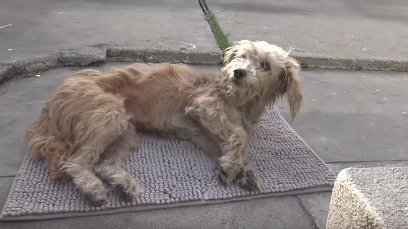 Pies przez kilka godzin leżał bez ruchu na chodniku. Nie był w stanie zrobić kroku