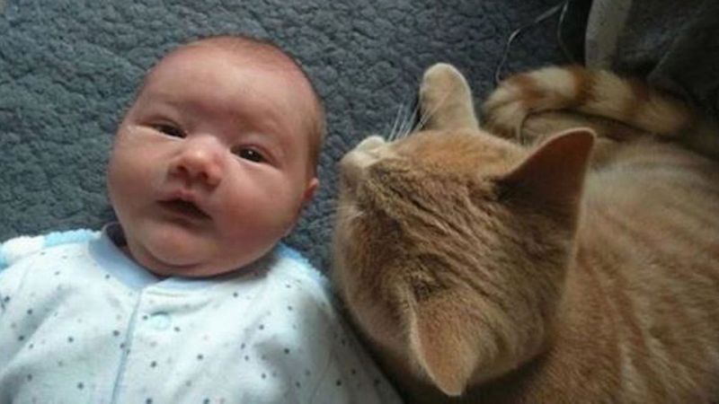 Kiedy nikt nie patrzy kot zbliża się do niemowlaka. Zaskakuje rodziców swoim zachowaniem