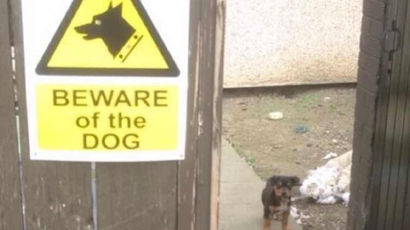 22 psy, które można spotkać za tabliczką z napisem 'Uwaga! Zły pies’. Ile w tym jest prawdy?